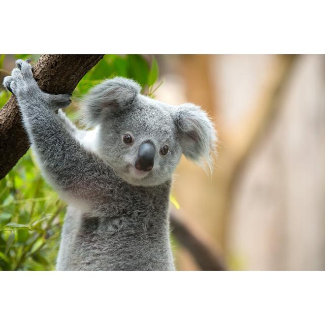 Koala by Cruphoto - No Frame Art Prints on Canvas Alpen Home Size: 81cm H x 122cm W on Productcaster.