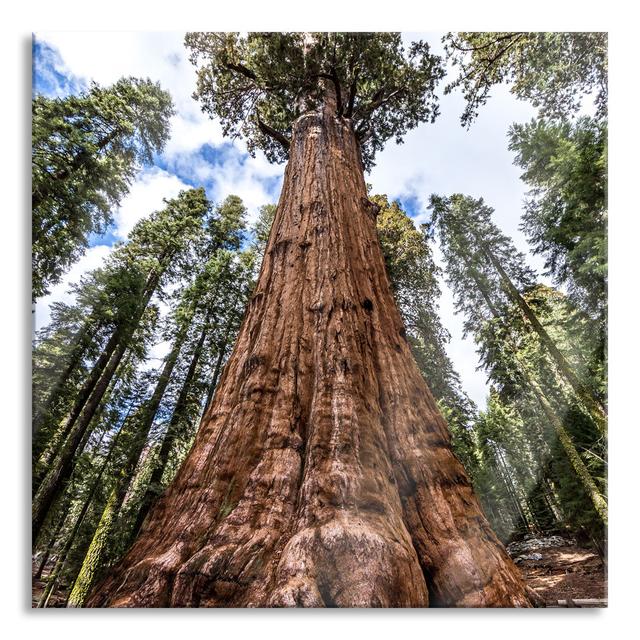 Tree in the Rainforest - Unframed Photograph on Glass Union Rustic Size: 60cm H x 60cm W x 0.4cm D on Productcaster.