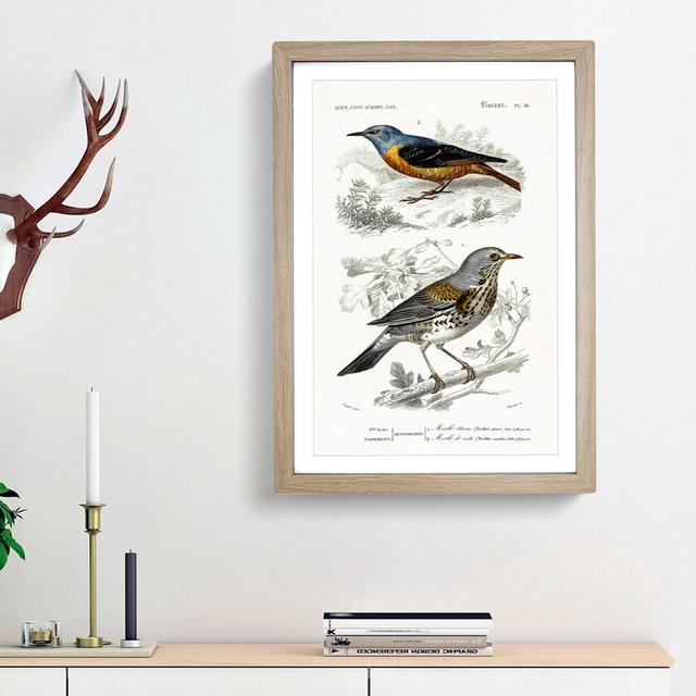 Bird Illustrations PL. 18 by Charles d' Orbigny - Picture Frame Painting Print on Paper East Urban Home Frame Option: Oak Framed, Size: 45cm H x 33cm on Productcaster.