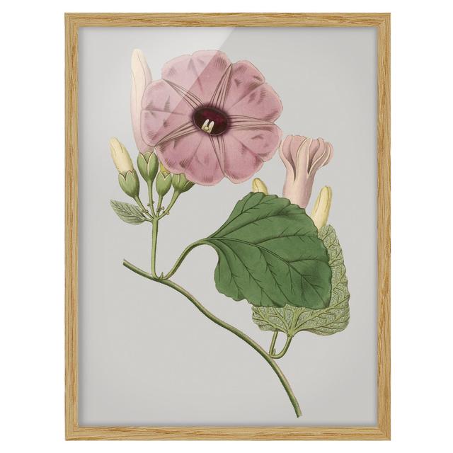 Floral Jewels III - Picture Frame Painting Rosalind Wheeler Frame Option: Brown Framed, Size: 55cm H x 40cm W x 2cm D on Productcaster.