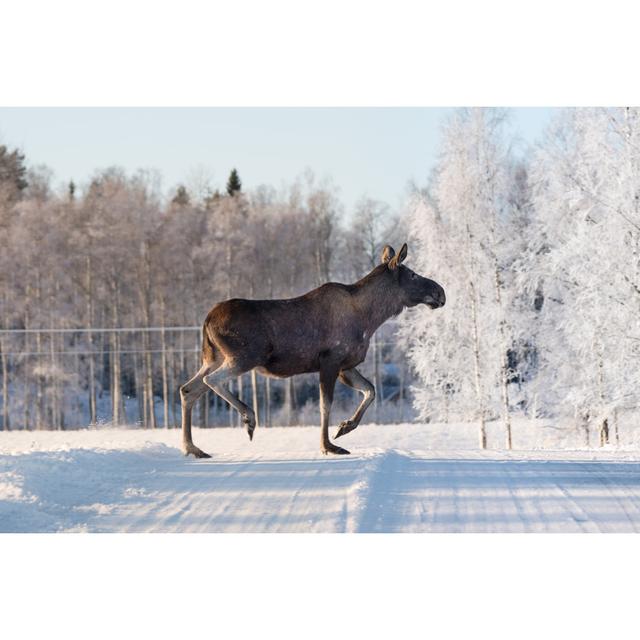 Mother Moose Crossing a Winter Road in Sweden by Binnerstam - Wrapped Canvas Photograph Union Rustic Size: 61cm H x 91cm W x 3.8cm D on Productcaster.