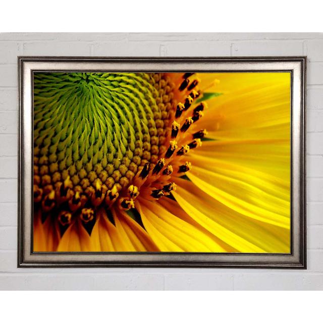 Yellow Sunflower Centre - Single Picture Frame Art Prints August Grove Size: 29.7cm H x 42cm W x 1.5cm D on Productcaster.