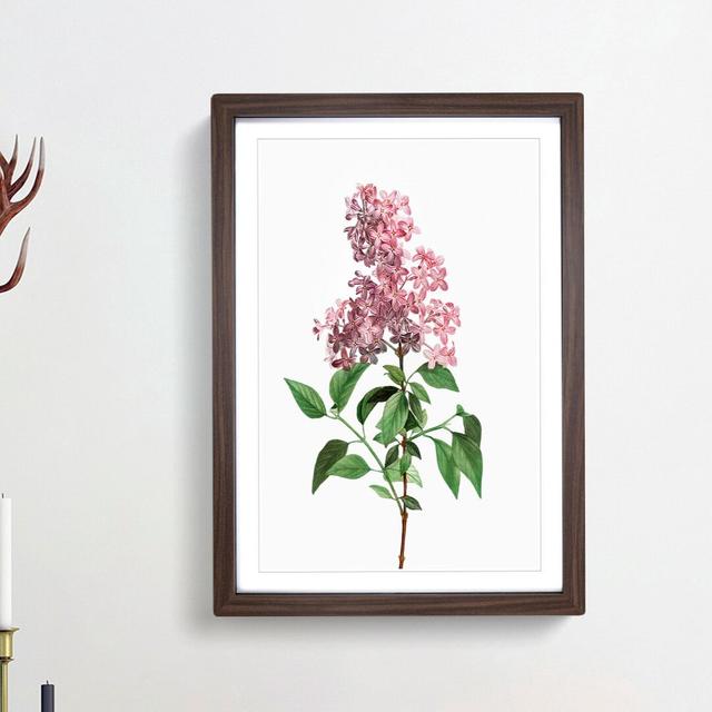 Chinese Lilac Flowers by Pierre-Joseph Redoute - Picture Frame Painting Print East Urban Home Size: 48cm H x 36cm W x 2cm D, Frame Option: Walnut Fram on Productcaster.