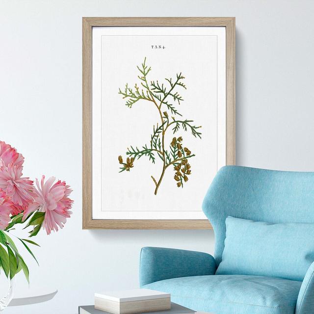 White Cedar Tree Branch by Pierre-Joseph Redoute - Picture Frame Painting Print East Urban Home Size: 36cm H x 27cm W x 2cm D, Frame Option: Oak Frame on Productcaster.