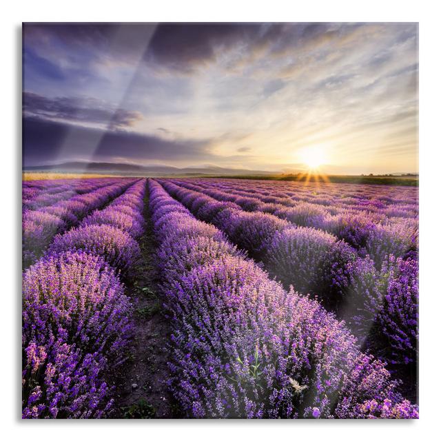 Dreamy Provence Lavender - No Frame Print on Glass Brayden Studio Size: 60cm H x 60cm W x 0.4cm D on Productcaster.