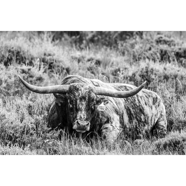 B&W Longhorn III by Tyler Stockton - Wrapped Canvas Print Brambly Cottage Size: 51cm H x 76cm W x 3.8cm D on Productcaster.