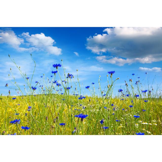 Summer Landscape With Flower Meadof And Clouds. by Swkunst - Wrapped Canvas Print Ebern Designs Size: 32"H x 48"W on Productcaster.