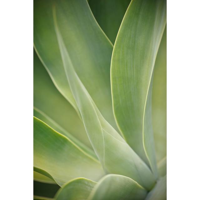 Agave Attenuata - Wrapped Canvas Art Prints 17 Stories Size: 30cm H x 20cm W on Productcaster.