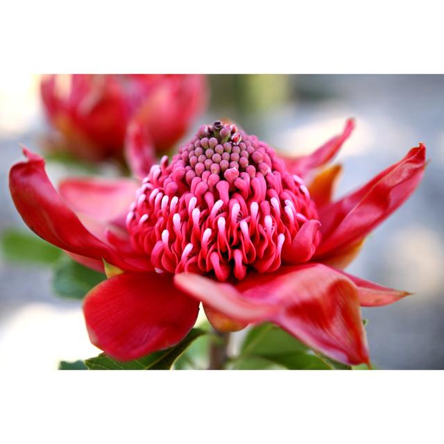 Waratah 17 Stories Size: 51cm H x 76cm W 3.8cm D on Productcaster.