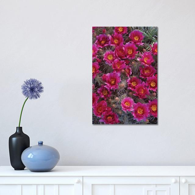 Grizzly Bear Cactus In Bloom, North America by Tim Fitzharris - Wrapped Canvas Print Latitude Run Size: 45.72cm H x 30.48cm W x 1.91cm D on Productcaster.