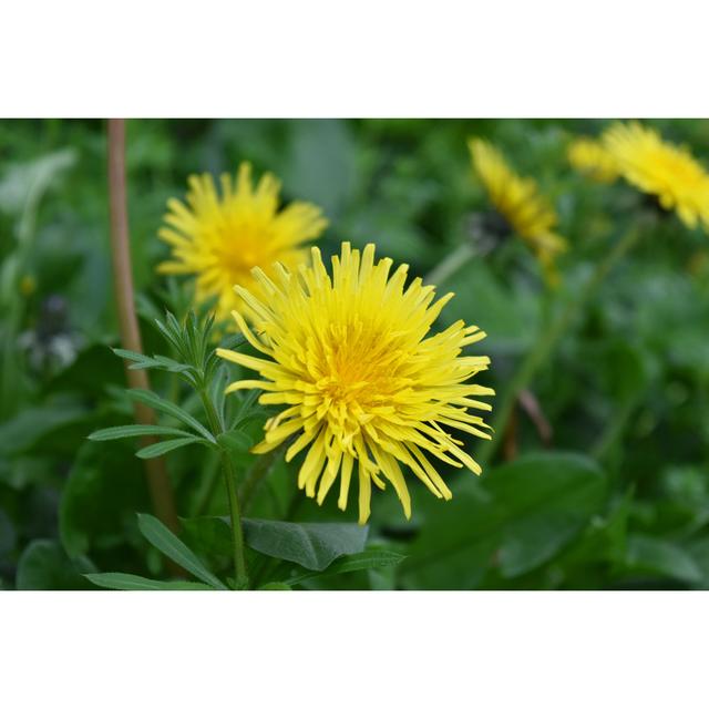 Dandelion by Ian Lycett-King - Wrapped Canvas Photograph Ebern Designs Size: 61cm H x 91cm W x 3.8cm D on Productcaster.