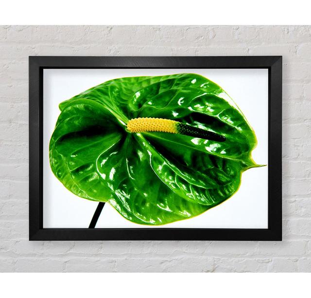 Anthurium Flower - Single Picture Frame Art Prints Bright Star Size: 42.1cm H x 59.7cm W x 3.4cm D on Productcaster.