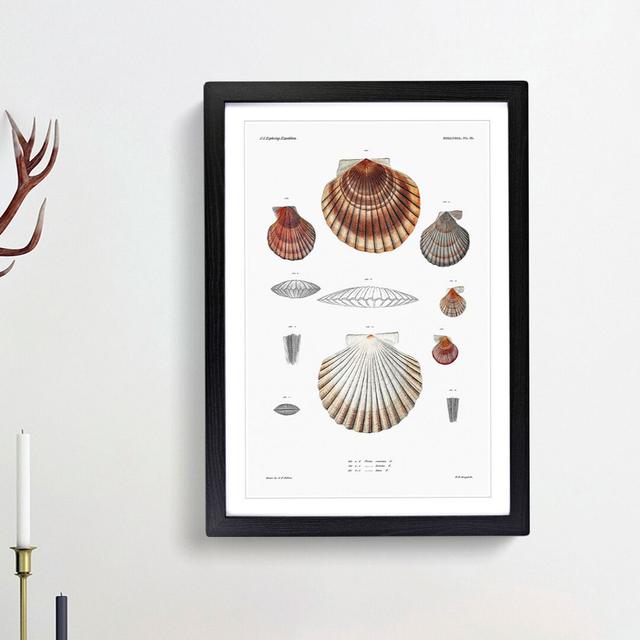 Clam Shells by A.A. Gould - Picture Frame Painting Print East Urban Home Size: 65cm H x 48cm W x 2cm D, Frame Option: Black Framed on Productcaster.