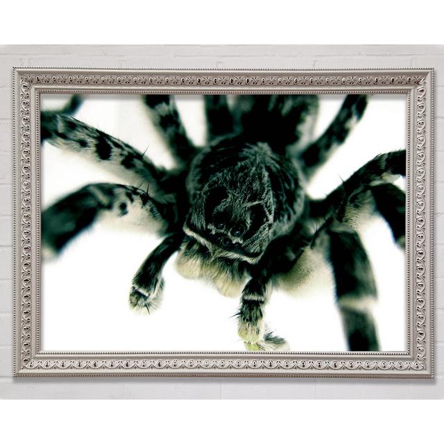 Spider Stare - Single Picture Frame Art Prints Bright Star Size: 21cm H x 29.1cm W x 3cm D on Productcaster.