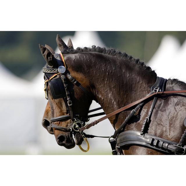 Two Brown Horse by - Wrapped Canvas Photograph Natur Pur Size: 30cm H x 46cm W on Productcaster.