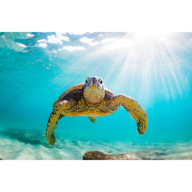 Beautiful Hawaiian Green Sea Turtle by Shane Myers Photo - Wrapped Canvas Photograph Pergo Classics Size: 30cm H x 46cm W on Productcaster.