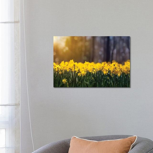 Daffodil Glow by Jonathan Ross Photography - Wrapped Canvas Painting Latitude Run Size: 45.72cm H x 66.04cm W x 3.81cm D on Productcaster.