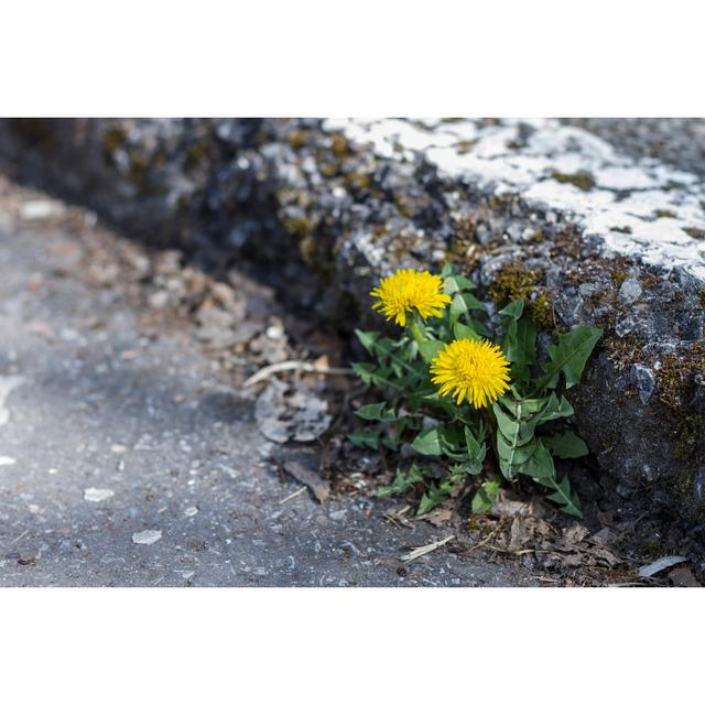 Dandelion at Curb by Gewoldi - Wrapped Canvas Photograph 17 Stories Size: 61cm H x 91cm W on Productcaster.