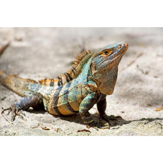 Black Spiny-tailed Iguana by Kjorgen - Wrapped Canvas Print 17 Stories Size: 61cm H x 91cm W on Productcaster.