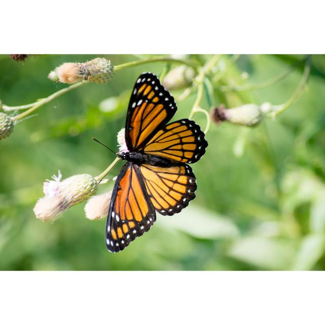 Macmullin Monarch on Flowers by AHPhotoswpg - Wrapped Canvas Photograph Brambly Cottage Size: 30cm H x 46cm W x 3.8cm D on Productcaster.