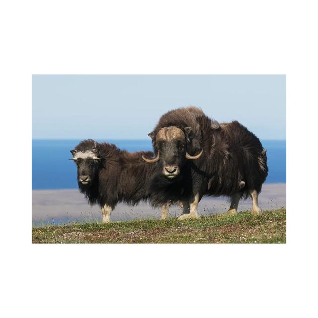 Musk Oxen In Front Of The Bering Sea by Ken Archer - Gallery-Wrapped Canvas Giclée on Canvas Natur Pur Format: Wrapped Canvas, Size: 101.6cm H x 152.4 on Productcaster.