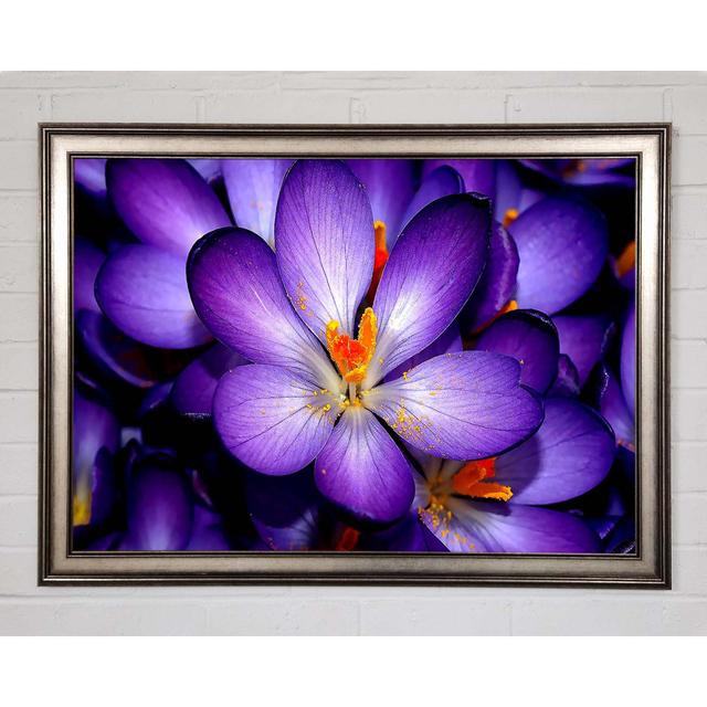 Crocuses Purple - Single Picture Frame Art Prints Brayden Studio Size: 29.7cm H x 42cm W x 1.5cm D on Productcaster.