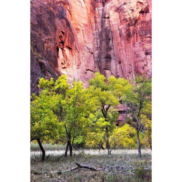 Canyon Cottonwoods by Danny Head - Wrapped Canvas Photograph Union Rustic Size: 30cm H x 20cm W on Productcaster.