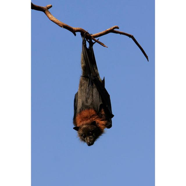 Grey Headed Flying Fox by CraigRJD - No Frame Art Prints on Canvas Alpen Home Size: 46cm H x 30cm W on Productcaster.