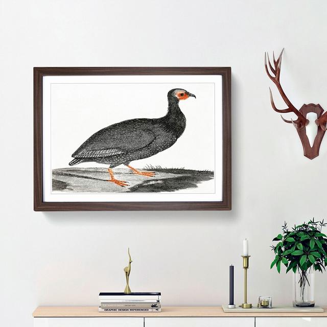 Guinea Fowl by Johan Teyler - Picture Frame Painting Print on MDF East Urban Home Frame Option: Walnut Framed, Size: 48cm H x 65cm W x 2cm D on Productcaster.