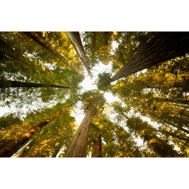 Looking Up At A Dense Sequoia Forest von Pgiam - Ohne Rahmen auf Leinwand drucken Alpen Home Größe: 60 cm H x 90 cm B on Productcaster.