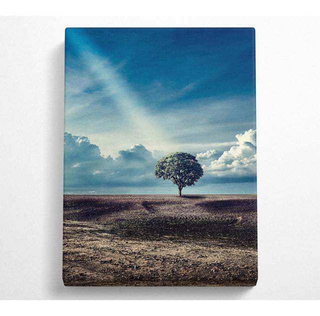 Sunray On A Tree Canvas Print 17 Stories Size: 35.6cm H x 50.8cm W on Productcaster.