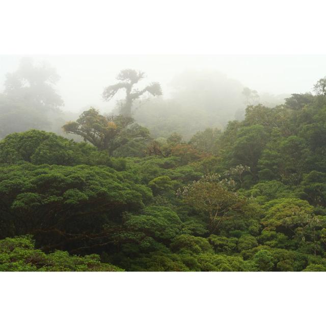 Dicksonville Forest In Costa Rica - Wrapped Canvas Print Alpen Home Size: 30cm H x 46cm W x 3.8cm D on Productcaster.