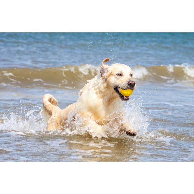 Golden Retrieverr - Wrapped Canvas Photograph 17 Stories Size: 30cm H x 46cm W x 3.8cm D on Productcaster.