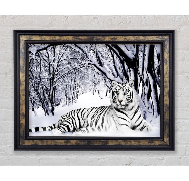 Weißer Tiger im Schnee - Druck BohoLiving Größe: 59,7 cm H x 84,1 cm B x 8 cm T, Format: Gold/Schwarz Gerahmtes Papier on Productcaster.