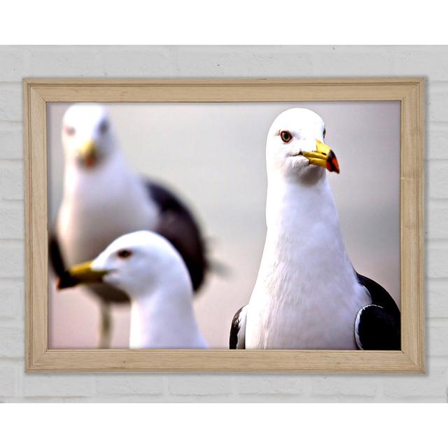 Curious Seagull - Print 17 Stories Size: 42cm H x 59.7cm W x 1.5cm D on Productcaster.