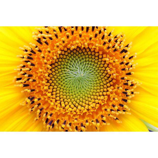 Mathematical Center Of A Sunflower by UrsaHoogle - No Frame Print on Canvas 17 Stories Size: 30cm H x 46cm W on Productcaster.