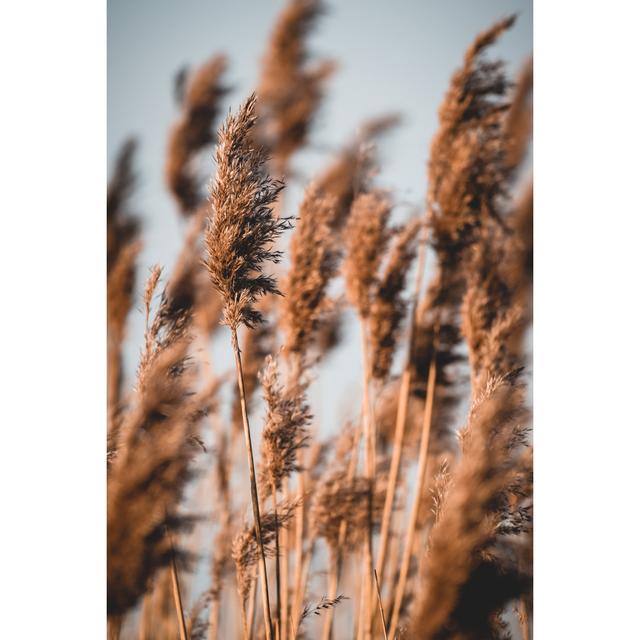 Efrat Reeds Swaying In Wind - Wrapped Canvas Print Latitude Run Size: 76cm H x 51cm W x 3.8cm D on Productcaster.