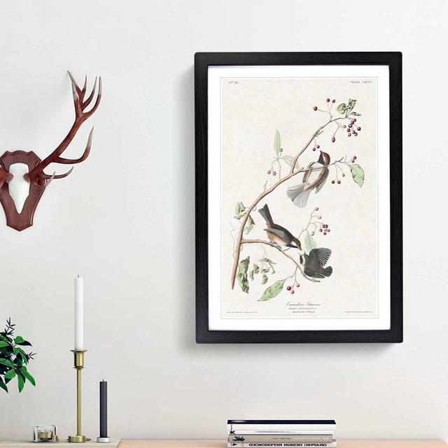 Canadian Titmouse Birds by John Audubon - Picture Frame Painting Print East Urban Home Frame Option: Black Framed, Size: 48cm H x 36cm W x 2cm D on Productcaster.