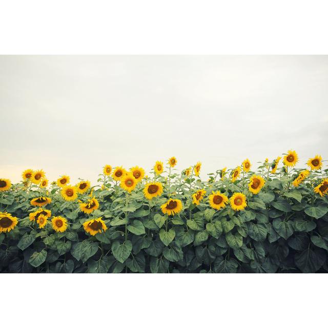 Yellow Sunflowers - Wrapped Canvas Photograph August Grove Size: 81cm H x 122cm W on Productcaster.