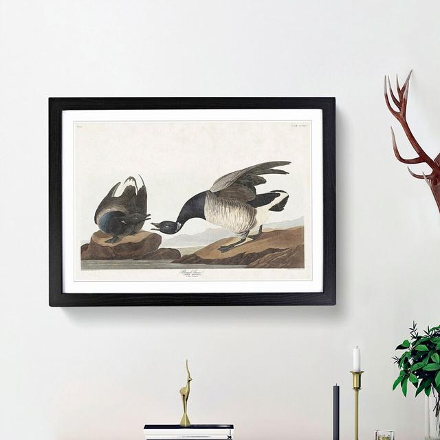 Brant Geese by John Audubon - Picture Frame Painting Print East Urban Home Frame Option: Black Framed, Size: 27cm H x 36cm W x 2cm D on Productcaster.