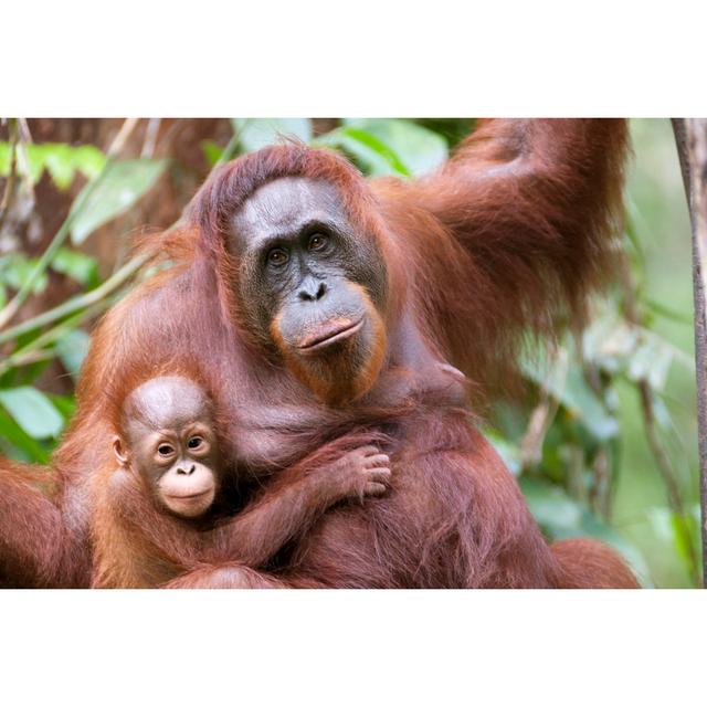 Mother and Son - Wrapped Canvas Photograph Ebern Designs Size: 81cm H x 122cm W x 3.8cm D on Productcaster.