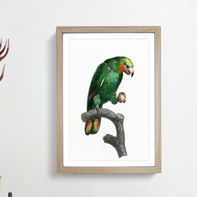 Orange Winged Amazon Parrot by F. Levaillant - Picture Frame Painting Print on MDF East Urban Home Size: 65cm H x 48cm W x 2cm D, Frame Option: Oak Fr on Productcaster.