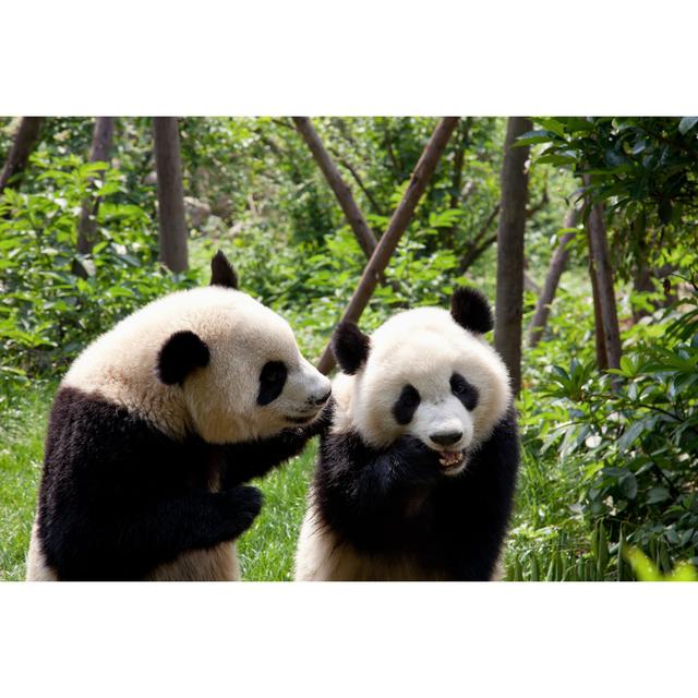 Two Pandas In Sichuan Province China by Fototrav - No Frame Art Prints on Canvas Alpen Home Size: 51cm H x 76cm W on Productcaster.