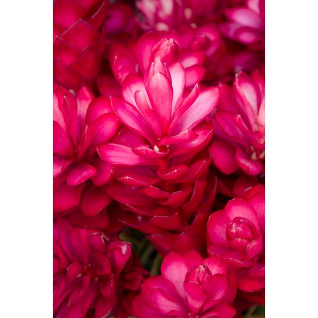 Red Ginger Flowers by Muchemistry - Wrapped Canvas Print 17 Stories Size: 30cm H x 20cm W on Productcaster.