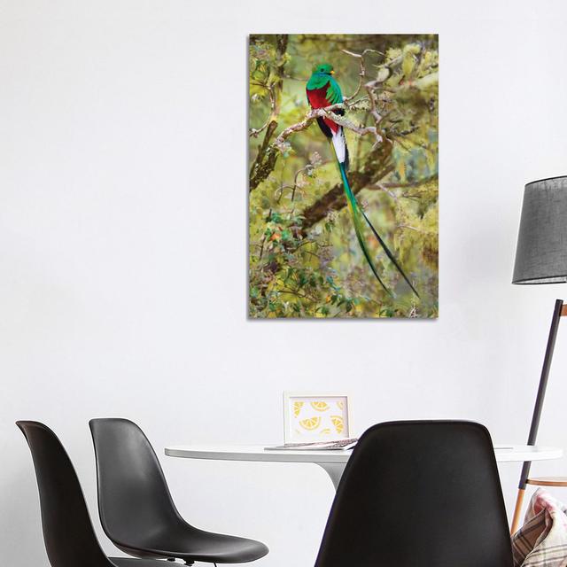 Resplendent Quetzal Perching On Branch, Talamanca Mountains, Costa Rica - Wrapped Canvas Print 17 Stories Size: 101.6cm H x 66.04cm W x 3.81cm D on Productcaster.