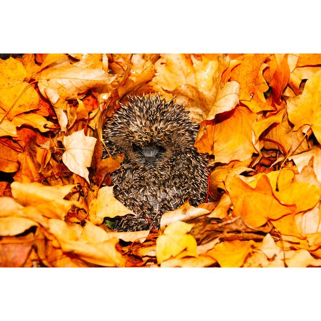 Hedgehog by Anne Coatesy - Wrapped Canvas Print Marlow Home Co. Size: 61cm H x 91cm W on Productcaster.