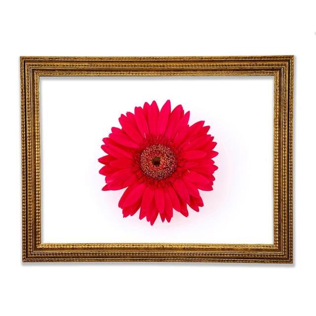 Cerise Gerbera - Single Picture Frame Art Prints Ebern Designs Size: 29.7cm H x 42cm W x 3cm D on Productcaster.