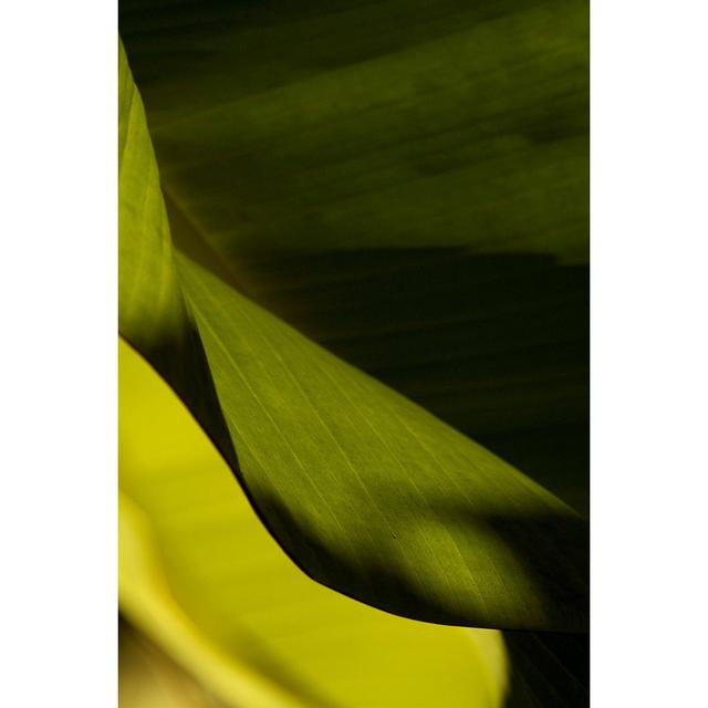 Leaf Detail III by Tang Ling - Wrapped Canvas Graphic Art Bay Isle Home Size: 46cm H x 30cm W x 3.8cm D on Productcaster.