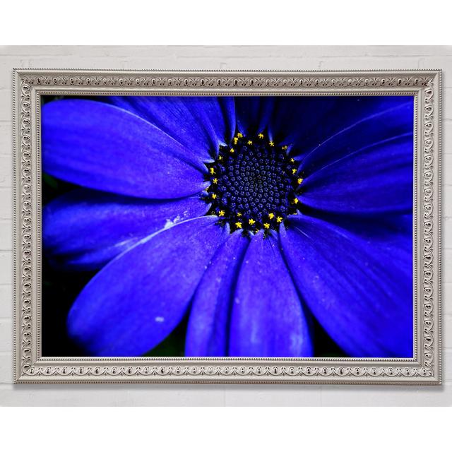 Electric Blue Petals - Druck Brayden Studio Größe: 84,1 cm H x 118,9 cm B x 8 cm T, Format: Poster mit Rahmen in Gold/Schwarz on Productcaster.