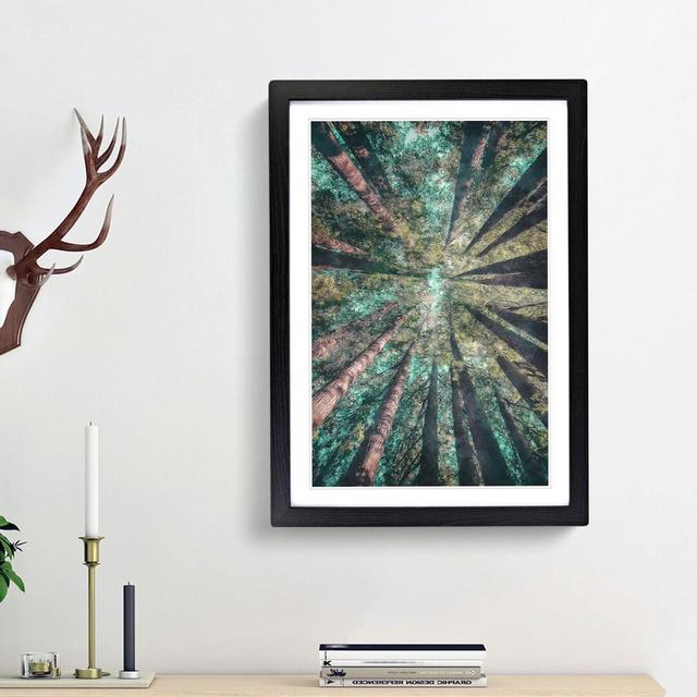 Redwood Trees in California - Picture Frame Graphic Art Print East Urban Home Frame Option: Black Framed, Size: 87cm H x 62cm W x 2cm D on Productcaster.